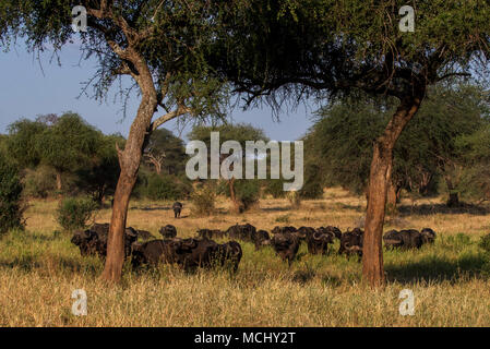 HERD OF AFRICAN CAPE BUFFALO (SYNCERUS CAFFER) IN THE AFRICAN SAVANNA, TARANGIRE NATIONAL PARK, TANZANIA Stock Photo