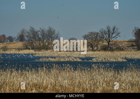 Mietkowski lagoon in the early spring lake shore in early spring Lower Silesia poland Stock Photo