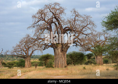 BAOBAB TREES (ADANSONIA SP.) ON THE AFRICAN SAVANNA, TARANGIRE NATIONAL PARK, TANZANIA Stock Photo