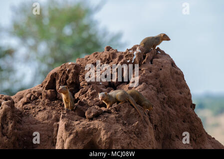 GROUP OF COMMON DWARF MONGOOSE (HELOGALE PARVULA) ON TERMITE MOUND, TARANGIRE NATIONAL PARK, TANZANIA Stock Photo