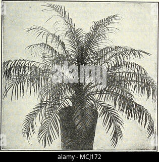 . Inches high Each Tubs Inches high Each S-inch pots 20 S2 50 8-inch 45 $15 00 6-inch pots 30 4 00 10-inch 48 20 00 7-inch tubs 36 7 50 10-inch 54 25 00 7-inch tubs 40 10 00 12-inch 60 35 00 8-inch tubs 42 12 50 12-inch 14-inch 66 72 50 00 75 00 Phoenix Roebeleni Phoenix Canariensis. We have a nice stock of this useful decorative Palm and offer as under. Each 10-inch tubs, 36 to 42 inches high $10 00 12-inch tubs, 42 to 48 inches high 15 00 12-inch tubs, very heavy, 54 inches high 20 00 12-inch tubs, very heavy, 60 inches high 25 00 Phoenix Roebeleni. The most graceful of the Phoenix, and a Pa Stock Photo