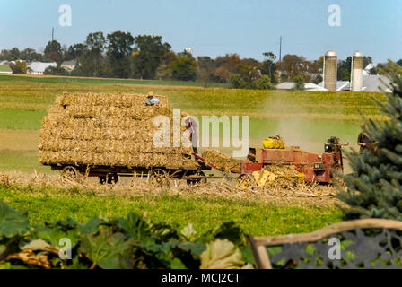 Amish Family Harvesting the Fields With a 6 horse Team on a Warm Autumn Sunny Day Stock Photo