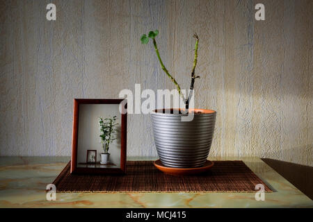 Sick plant with two small green leaves in a pot Stock Photo