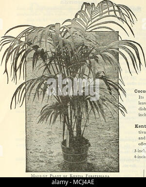 . Inch pots 3 4 5 Inches high 12 IS 24 Tubs 7-inch 7-inch 8-mch 8-inch Phoenix Canariensis. We have a nice stock of large plants of this useful decorative Palm and offer as under: 8-inch tubs, 36 to 38 inches high S 8 00 each 10-inch tubs, 42 to 48 inches high 12 50 each 10-inch tubs, 3^ feet high, hea'y 15 00 each 12-inch tubs, 4 feet high, hea-j' 20 00 each 12-inch tubs, 4^ feet high, hea-y 25 00 each Phoenix Roebeleni. The most graceful of the Phoenix, and a Palm which has become one of the most popular for room deco- ration. The plant is of vigorous growth, and its gracefully, recurving Stock Photo