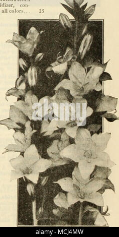 . CaMI'ANI'LA Pvramiualis Cliimnuy Bclltluwcr) For Complete List and Cultural Notes see our Garden Book for 1925 Stock Photo