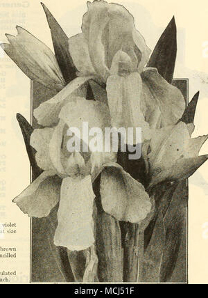 . FIFTEEN SUPERB IRIS GERMANICA Golden Yellow German Iris Sherwin-Wright (Offered on page 22) A most select collection of varieties which, due to our Alcazar, Standards soft bluish-violet overlaid bronze; falls dark nigrosin-violet with white markings at base of petals and bronzy- purple veins. It bears profusely flowers of mammoth size which are well poised on strong rigid stems; height 3 feet. Caprice. A perfect gem and one of the freest-flowering, blooms of medium size and almost a self-colored Chinese-violet; reticu- lations of white and deep purple at the base of the petals beingthe only  Stock Photo