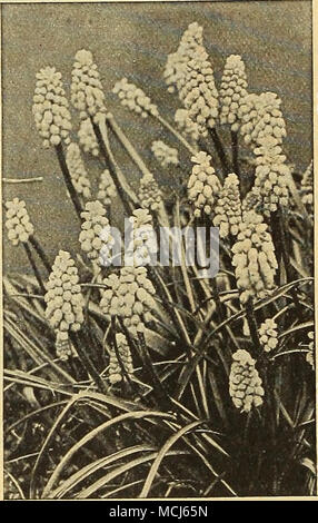 . Muscari, Grape Hyacinth One of the prettiest of early spring flowering bulbs, growing about 6 inches high and throwing up nu- merous spikes of clear blue or white flowers, which resemble a miniature inverted bunch of grapes. They are perfectly hardy, and once planted take care of themselves, and for this reason they are largely used for naturalizing, especially amongst the grass and in woods or other shady places; while in clumps or lines in the garden they are very effective. 8 to 12 bulbs in a 6-inch pan make a pretty plant for window decoration, blooming about Easter. Blue Grape Hyacinths Stock Photo