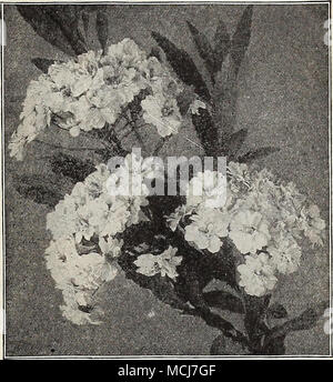 . Spiraea Reevesii Fl. Pl. Vitex Agnus Castus {Chaste Tree). Lilac-colored flowers. Viburnum Opulus (High Bush Cranberry). White flowers, followed in autumn by scarlet berries. â Opulus Sterilis {Snowball, or Guelder Rose). The popular white Snowball. â Lantana ( Wayfaring Tree). A tall-growing Shrub with large foliage, silvery underneath, and large clusters of white flowers in May, succeeded by bright red berries, changing to black. 50 cts. each. â Plicatum {Japan Snowball). A decided improvement on the old Snowball. 50 cts. each. â Tomentosum. Pure white, flat flowers, borne along the branch Stock Photo