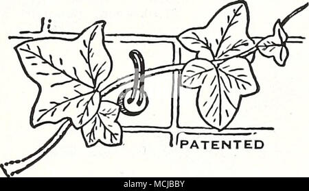 Patented Wayward Vine Guide And Support New And Easy Way To
