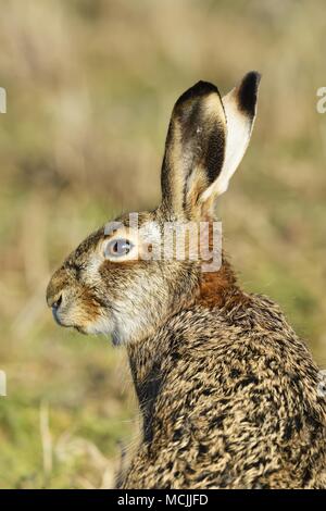Young European hare (Lepus europaeus), animal portrait, Neusiedler See National Park, Burgenland, Austria Stock Photo