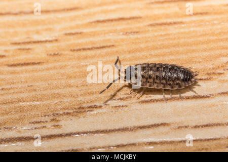 Woodlouse on wooden texture. Woodlouse Armadillidium nasatum. Wood louse on wooden floor. Single woodlouse on home floor. Stock Photo