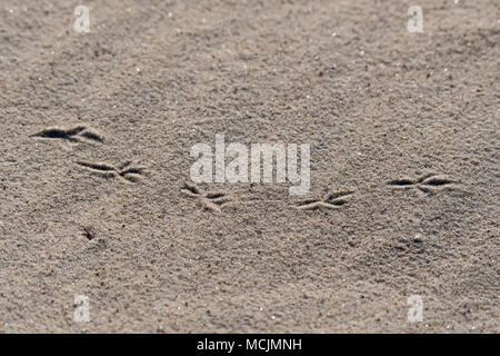 Birds footprints in the sand on a beach Stock Photo