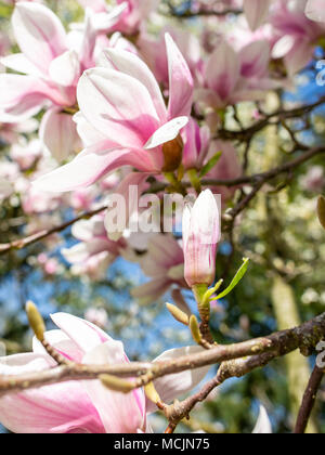 Magnolia in spring Stock Photo