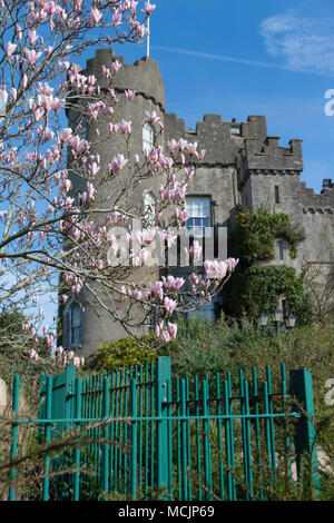 Tower of Malahide Castle, Dublin, Ireland, Magnolia tree foreground, blue sky, sunny day, springtime Stock Photo