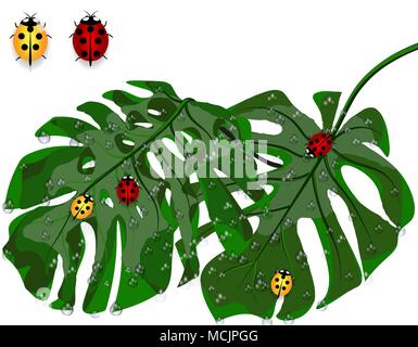 Green leaves of tropical palm trees in droplets of rain, dew. Monstera and ladybugs. Isolated on white background. Vector illustration Stock Vector