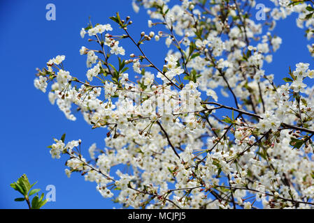 White branches of blossoming cherry in the spring garden against a blue sky. Spring floral background with flowers on sakura branches
