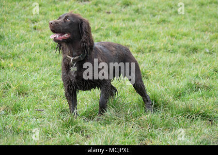 Working Cocker Spaniel running and playing in a field in the Derbyshire countryside on a wet winters day. Stock Photo
