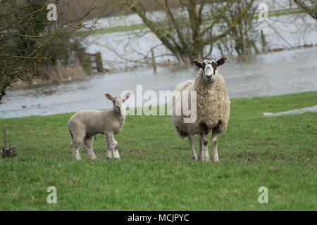 Derby United Kingdom April 2018 Ewe and lambs in a flooded muddy wet field in the Derbyshire countryside on a wet Spring day. Stock Photo