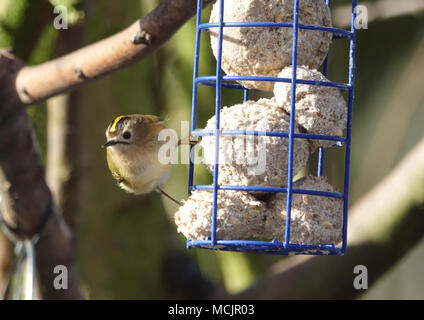 Derby United Kingdom February 2018 Goldcrest on a bird feeder eating a fatty ball on a cold winters day  in the Derbyshire countryside Stock Photo