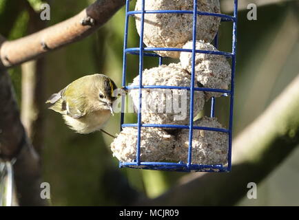 Derby United Kingdom February 2018 Goldcrest on a bird feeder eating a fatty ball on a cold winters day  in the Derbyshire countryside Stock Photo