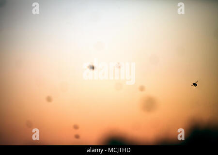 Bees flying all over the sky with sunset light Stock Photo
