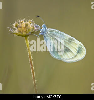 Wood white (Leptidea sinapis) is a butterfly of  the Pieridae family Stock Photo