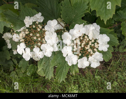 Hydrangea Lacecap close up macro image Stock Photo