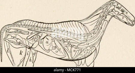 Horse Brain and Spinal cord - Horse Equus Anatomy - isolated on white ...