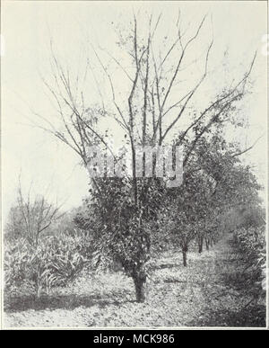 . -J)ieback of Frcncli piuno trees, associated with overbearing and deficiency of potassium in soil. Applications of copper, either to the soil, through holes in the trunk, or by spraying with 5-5-50 bordeaux mixture as recommended for pears (p. 101) are effective in curing this disease in prune trees. Gum Drops, Shot-Hole Borer.—Small globules of clear, white gum break out from the twigs and branches all over the tree (fig. 62). These glisten in the sun like raindrops. The cause of this is a small beetle, the shot-hole borer, Scolytus riigidosus, which breeds in the bark. Sickly Stock Photo