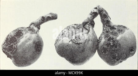 . Fig. 31.—Loquat scab. tree. This is the same bacterial disease as fire blight of pear, apple, and other related hosts. Affected branches should be cut out well below the blighted part and the tools and cuts disinfected. See &quot;Fire Blight, Blight&quot; under &quot;Pear&quot; (p. 101). Scab.—Dark, velvety fungus spots sometimes develop on young fruit and leaves (fig. 31) and cause the fruits to be more or less deformed. This is caused by Fusicladium criohotryae and is similar to pear and apple scab, caused by a closely related fungus. Scab of loquats is not usually important enough to warr Stock Photo