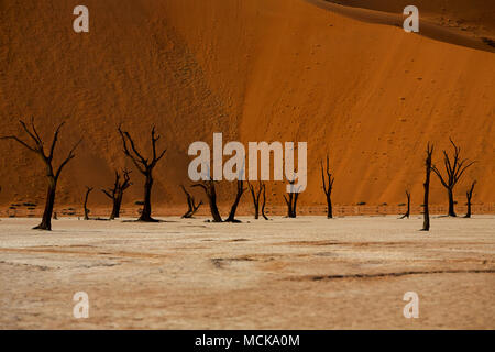 Trees of the Dead Vlei Stock Photo