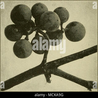 . Fig, 66, — Anthracnose on the fruit. After Paddock. grape-growing sections and is the fourth disease in impor- tance. While not usually so destructive as black-rot or brown-rot, it sometimes increases to such an extent as to do great damage, even causing in some instances the loss of all the berries upon a vine as well as much injury to the canes. During damp, warm weather it develops rapidly, affecting some varieties more than others. The Champion and Moore's Diamond may be mentioned as especially sus- ceptible, while the Concord is resistant. Stock Photo