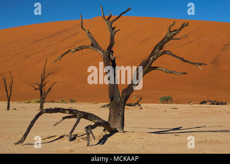 Trees of the Dead Vlei Stock Photo