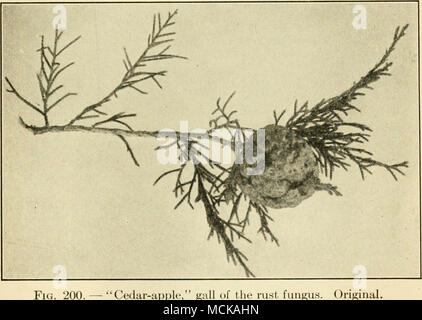 . Fig. 200. — "Cedar-apple," iingus. Original. White-rot "^"^^ {Fomes juniperinus v. Sch.). — In this dis- ease holes appear in the heartwood, extending longitudinally with a partition of sound wood between. These cavities eventually may unite to form tubes throughout the tree. The wood between one cavity and the next is not the normal red, but is somewhat browned, and the holes themselves are coated with a brilliant white lining. The cavities, partially filled with a velvety reddish-yellow mycelium, may be from 4-9 cm. long. The pore-bearing sporophore is hard and Stock Photo