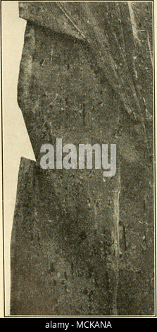 Rust Sori . Fig. 155. — Portion of corn leaf show ing sori of rust Stock Photo ...