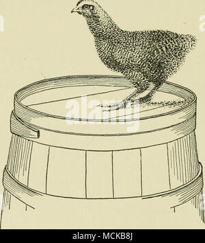 . FiG. 57. Barred Plymouth Rock cockerel of suitable size to caponize. from photograph by Slocum) (Drawn ence the time. The age and size of the cockerel are very important. As soon as the cockerels weigh 1^2 to 2/^ pounds, or when 2 to 4 months old, they should be operated upon. The lower age and weight 302