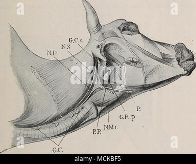 . Fig. 210.—deep-seated Lymphatic Glands Of The Head And Neck. The 