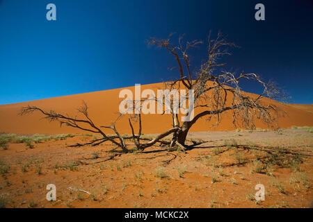 Trees of the Dead Vlei Stock Photo