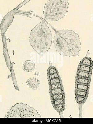 . Fig. 92.—Plu-agmidium stibcorticatum. i, rose branch and leaves with aecidium stage of fungus ; 2, rose leaf with teleutospores ; 3, teleutospores ; 4, uredospores. Figs, i and 2 nat. size, remainder highly mag. been attacked should be drenched with a solution of sulphate of copper during the winter. Raspberry rust {Phragmidium rubi-idaei, Winter) pro- duces its three stages on the raspberry plant. The aecidium condition appears first on the upper surface of the leaves in the month of June, under the form of greenish-yellow pustules, usually arranged in broken circles. The uredo stage appear Stock Photo