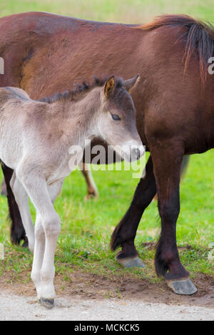 przewalski horses in the flood plains of the Waal river in the Netherlands Stock Photo