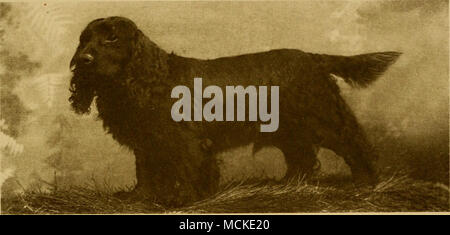 . CHAMPION OBO II. Mr. J. P. Willey's dog tliat so wonderfully improved the type of cockers in this country Stock Photo