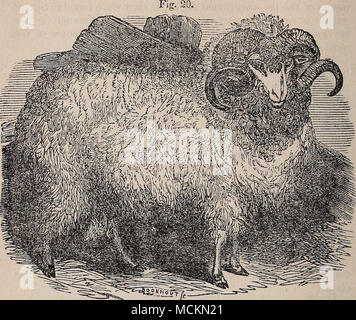 . Merino Buck. Varieties of the Spanish Sheep, Besides several other breeds of sheep in Spain, consisting of long, coarse wool, and that o'f a medium staple, embraced under the different names of Chorinoes, Choaroes or Chunahs, the Merino is dis'inguished by two general divisions; the Transhumantes or travelling, and the JEstantes or stationary flocks. The former are subdivided, acco-ding to the Provinces they occupy, into Leonese, Segovian, and Sorian. Many of the Estantes were of the best quality in respect to carcass, constitution, and fleece; and such as were highly bred and in the hands o Stock Photo
