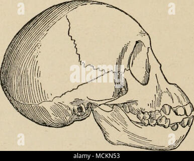 . Fig. 30.—The complete Skull and Jaw of a young Chimpanzee. Drawn of one-half the natural diameter in order to compare with Fig. 29, representing the adult skull of Eoanthropus, reduced to about the same size. which of these remains are of animals which were the con- temporaries of Eoanthropus, all we can say is that Eoan- thropus, the creature whose jaw was found at Piltdown, may have lived as late as the latest or as early as the earliest of the animals whose remains are associated with it. The Eoan- thropus re- mains are not so heavily mineralized, it seems to me, as are the frag- ments of Stock Photo