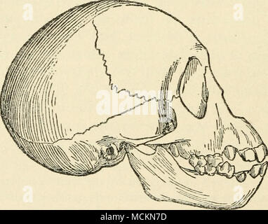. Fig. 30.—The complete Skull and Jaw of a young Chimpanzee. Drawn of one-half the natural diameter in order to compare with Fig. 29, representing the adult skull of Eoanthropus, reduced to about the same size. which of these remains are of animals which were the con- temporaries of Eoanthropus, all we can say is that Eoan- thropus, the creature whose jaw was found at Piltdown, may have lived as late as the latest or as early as the earliest of the animals whose remains are associated with it. The Eoan- thropus re- mains are not so heavily mineralized, it seems to me, as are the frag- ments of Stock Photo
