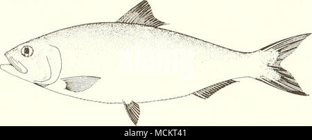 . 10 cm (from Fischer 1978) Common Name: Alabama shad Scientific Name: Alosa alabamae Other Common Names: white shad, gulf shad, Ohio shad (Daniell 1872, Hildebrand 1963); alose de /'Alabama (French), sabalo de Alabama (Spanish) (Fischer 1978). Classification (Robins et al. 1991) Phylum: Chordata Class: Osteichthyes Order: Clupeiformes Family: Clupeidae Value Commercial: The Alabama shad is not an important food fish, and no commercial landings have been recorded since 1902 (Hildebrand 1963, Mills 1972). However, it was historically seined from rivers and marketed fresh in some local areas in  Stock Photo