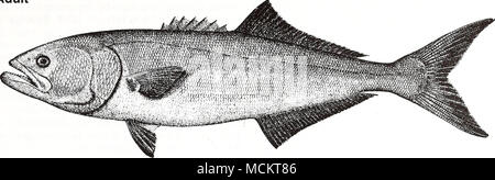 . 25 cm (from Goode 1884) Common Name: bluefish Scientific Name: Pomatomus saltatrix Other Common Names: blue, tailor, snapper, elf, fatback, snap mackerel, skipjack, snapping mackerel, horse mackerel, greenfish, skip mackerel, chopper, Hatteras blue (Wilk 1977); tesse/ga/(French), anchova de banco (Spanish) (Fischer 1978, NOAA 1985). Classification (Robins et al. 1991) Phylum: Chordata Class: Osteichthyes Order: Perciformes Family: Pomatomidae Value Commercial: In the Gulf of Mexico, the bluefish is considered an incidental commercial species, with most catches occurring in coastal waters (Lu Stock Photo