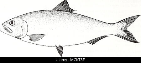 . 10 cm (from Fischer 1978) Common Name: Alabama shad Scientific Name: Alosa alabamae Other Common Names: white shad, gulf shad, Ohio shad (Daniell 1872, Hildebrand 1963); alose de I'Alabama (French), sabalo de Alabama (Spanish) (Fischer 1978). Classification (Robins et al. 1991) Phylum: Chordata Class: Osteichthyes Order: Clupeiformes Family: Clupeidae Value Commercial: The Alabama shad is not an important food fish, and no commercial landings have been recorded since 1902 (Hildebrand 1963, Mills 1972). However, it was historically seined from rivers and marketed fresh in some local areas in  Stock Photo