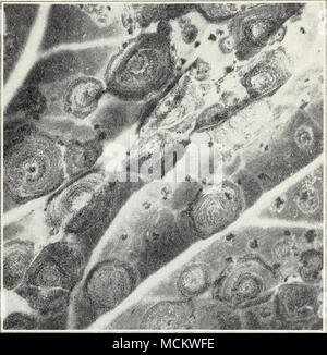 . Fig. 22.—Ring spot on cauliflower leaf. tried, but no very definite results have been observed. A spreader (p. 105) should be added to the spray. Root Rot.—Diseased plants wilt suddenly (fig. 23), and the leaves turn red to purple, with a rotting of the underground part of the stem and root system. Plants of all ages are susceptible. This disease, which is caused by a fungus, Phytophthora megasperma, occurs in winter plant- ings of cauliflower, cabbage, brussels sprouts, and related plants in the coastal regions. Low, excessively wet or poorly drained areas and low temperatures favor infecti Stock Photo