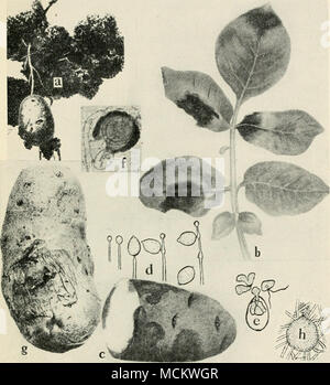 . Fig. 6i. Potato Diseases. a. Black wart (after Gussow), b. late blight on foliage, c. late blight on tuber, d. successive stages of the development of the conidia of Phyiophthora infestans (b. and d. after L. R. Jones), e. germination of conidia of Phytophlhora infestayis, bv means of zoopores (after Ward),/, mature oogonium of P. infestans (after Clinton)'. R. melters. surface view, early stage of infection, h. pycnidium of Phoma tuberose (after Melhus and Rosenbaum). Stock Photo