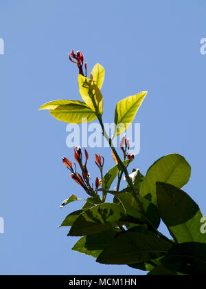 buds on lemon tree branch Stock Photo